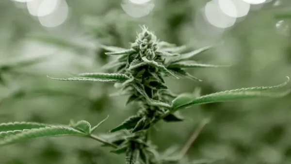 THCA Flower Cheap