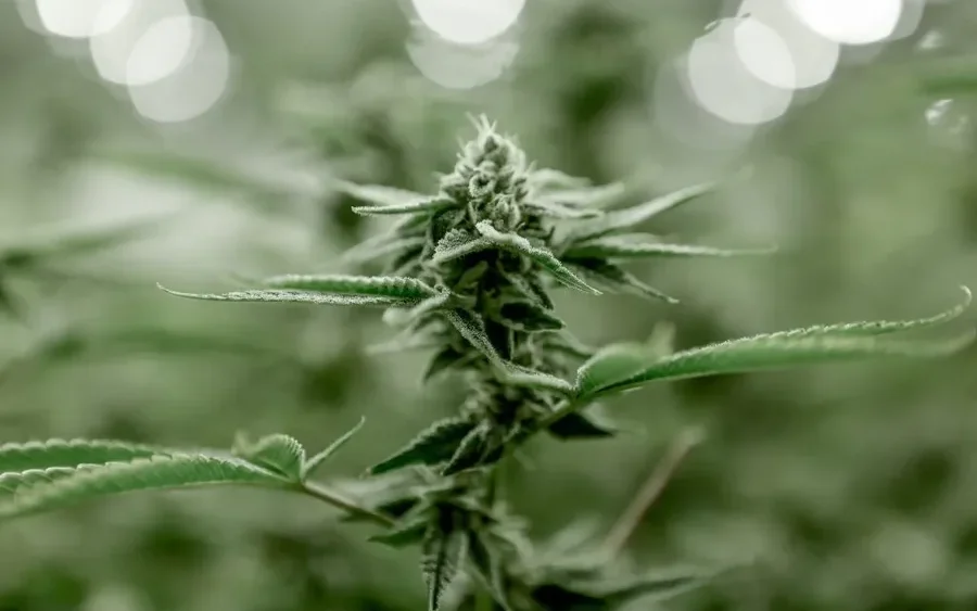 THCA Flower Cheap